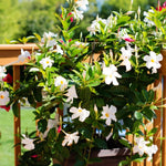 3 White Mandevilla Plants Live, 5-10” Tall Flowering Mandevilla Vines for Trellis, Outdoor Patio, Garden Pots, Trailing Mandevilla Seedlings