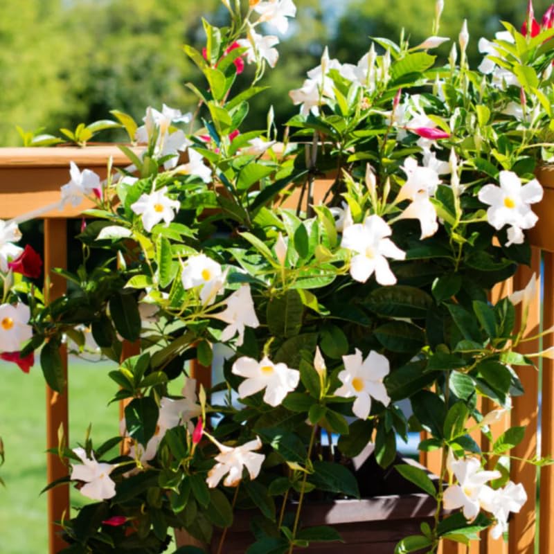 2 White Mandevilla Live Plants, Flowering Mandevilla Plants, 5-9” Tall, Mandevilla Trellis Vines for Outdoor Garden and Containers