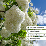 Snowball Viburnum Plant, Viburnum Plant Live, White Bloom, 10-12 Inches Tall, Snowball Shrubs for Landscape and Outdoor Garden