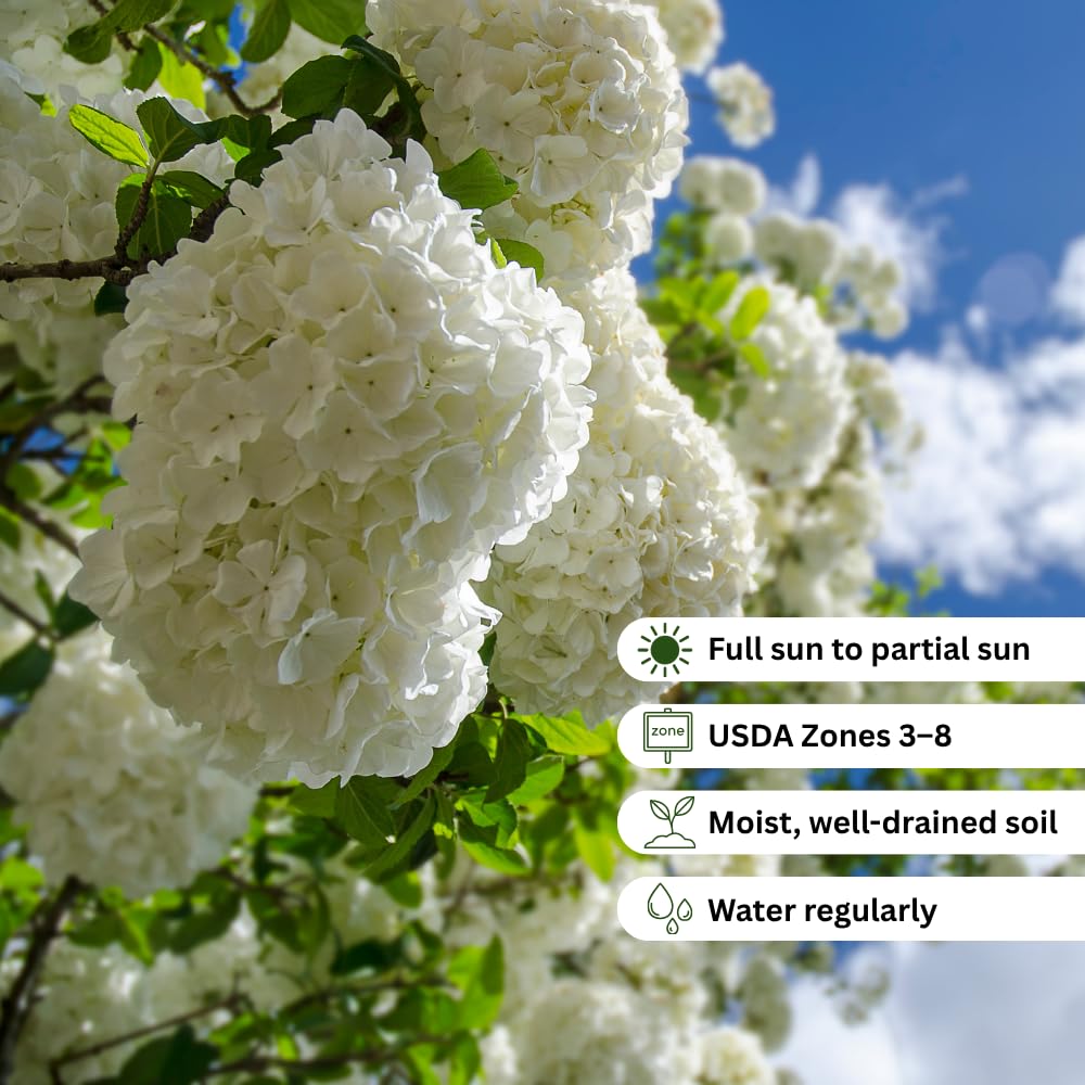 Snowball Viburnum Plant, Viburnum Plant Live, White Bloom, 10-12 Inches Tall, Snowball Shrubs for Landscape and Outdoor Garden