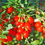 Goji Berry Plant Bush Live, Size 4-6", 5 Months Old for Planting, Goji Berry Ready to Plant, Goji Berries Tree Plant Live