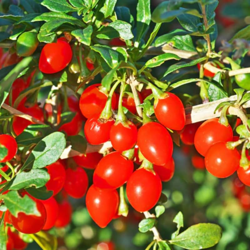 Goji Berry Plant Bush Live, Size 4-6", 5 Months Old for Planting, Goji Berry Ready to Plant, Goji Berries Tree Plant Live