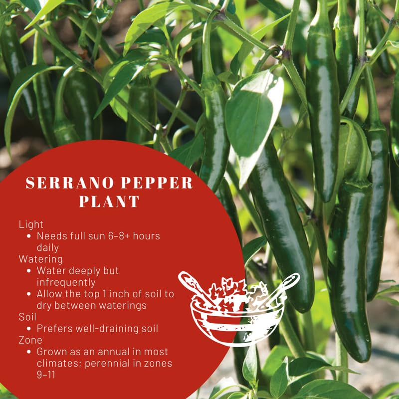 Serrano Pepper Plants Live for Planting, in 4" Pot, Hot Chili Pepper for Indoor and Outdoor Growing