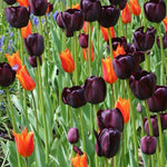 10 Tulip Bulbs for Spring Planting, Tulip Bulbs for Fall Planting, Flower Bulbs, Zones 3-8 (Black)