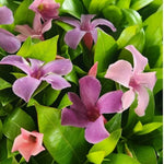 2 Mandevilla Live Plants, Flowering Mandevilla Plants, 5-9” Height, Mandevilla Trellis Vines for Outdoor Garden and Containers (Blue Mandevilla Plant)