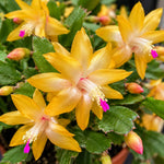 2PPP Yellow Christmas Cactus Live Plant, Holiday Flowering, 3 Inches Pot