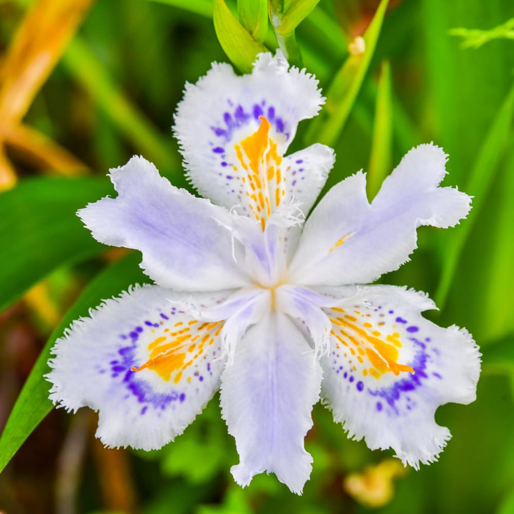 3 Walking Iris Plant Roots, 4-6 Inch White Flower Plant, Live Iris Plants Roots for Outdoor Garden and Containers, Easy Care Perennial, No Pot