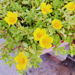 2 Yellow Portulaca Plants Live, 3 to 5 Inc Tall, Purslane Moss Roses Live Plant for Your Gardening