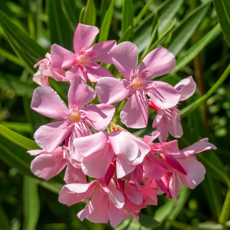 Pink Oleander Live Plant, Oleander Flower Plants Shrub, Outdoor Growing 4-8 Inches