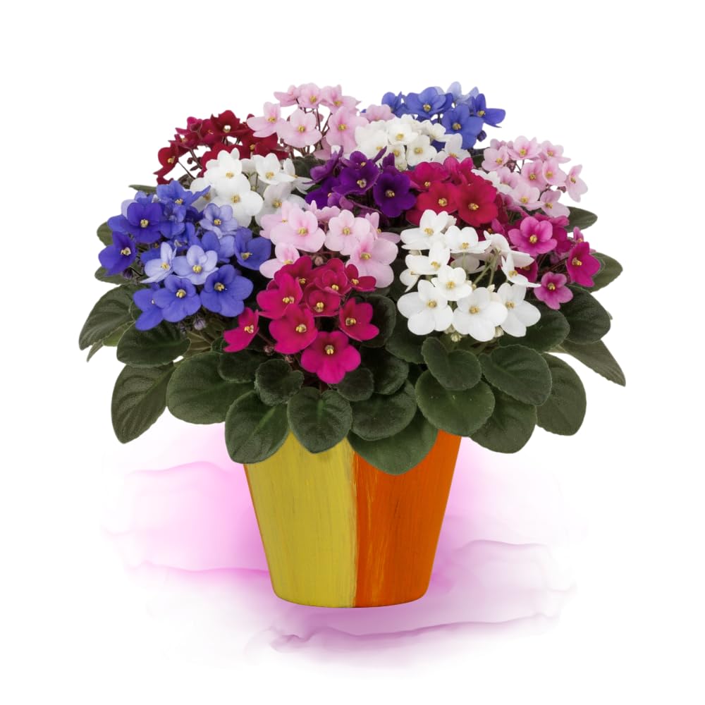 African Violet Live Plant in 4" Pot, Random African Violets Plants Houseplant Well-Rooted, Indoor Outdoor Blooming, Holiday Flower Bush