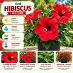 3 Hardy Hibiscus Live Plants, Flowering Shrub, Red Blooms, 4-7"