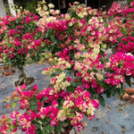 2 Rare Bougainvillea Plants Live, Flowering Bougainvillea Vine for Outdoor Garden or Trellis, 5-9 Inch Tall, Very Hardy