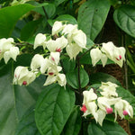 Set 2 Mix Bleeding Heart Vine Plants Live, Clerodendrum Live Plant, Bleeding Heart Live Plant - 6-8 Inch Plant, Long Blooming, Perennial