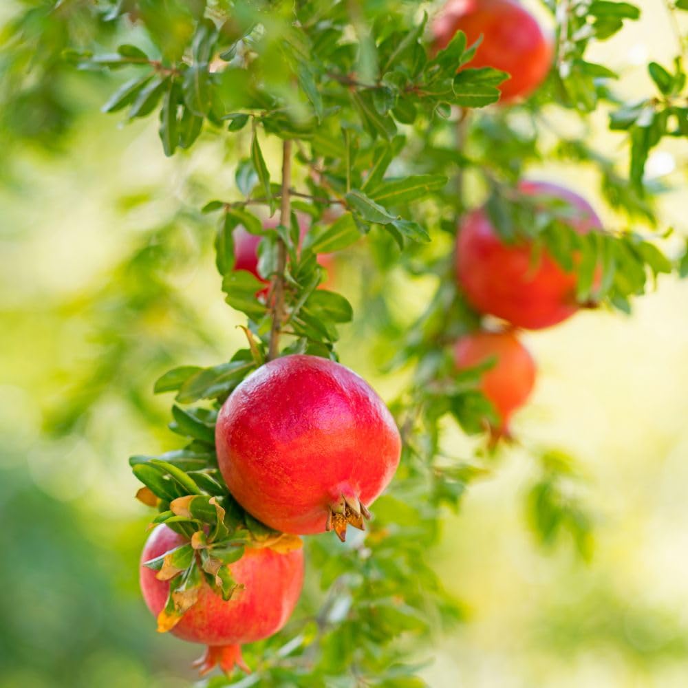 Live Wonderful Pomegranate Plant 4-7" Tall, Hardy Dwarf Pomegranate Tree in 4 Inches Pot, Sweet Edible Fruit Fast Growing Plant for Indoor