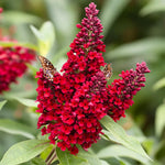 Red Butterfly Bush Buddleia Butterfly Plant Live, 4-9" Tall Well-Rooted for Outdoor Gardens, Perennial Shrub, No Pot