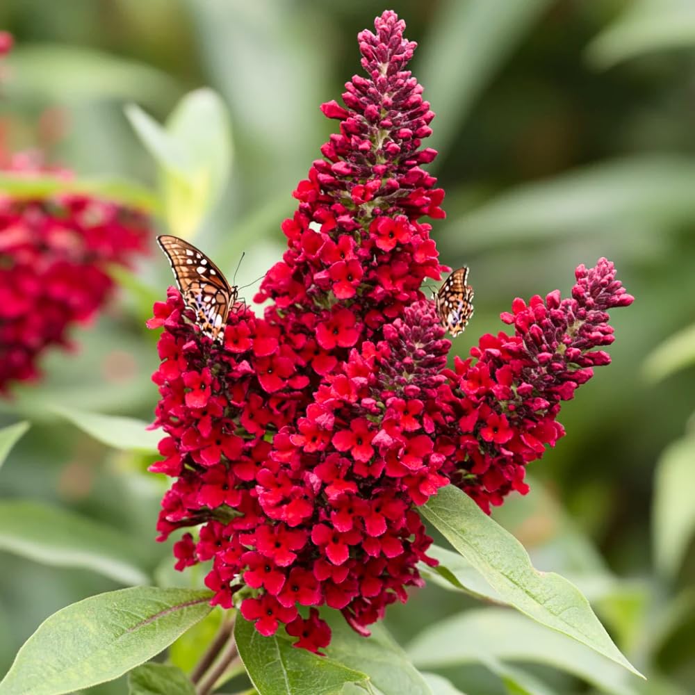 Red Butterfly Bush Buddleia Butterfly Plant Live, 4-9" Tall Well-Rooted for Outdoor Gardens, Perennial Shrub, No Pot