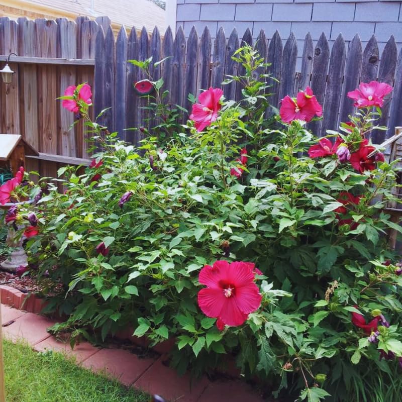 Hardy Hibiscus Plant Live, Red Hibiscus Tree Live Plant, 5 to 7 Inches Tall Live Plant, Perennial Hibiscus Flower Growing