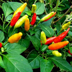 Pepper Plants Live for Planting, in 4" Pot, Hot Chili Pepper for Indoor and Outdoor Growing (Medium Hot Pepper)