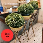 Purple Chrysanthemum Plants Live Starter, Mums Plants Live for Spring Blooms, Outside Growing, Hardy and Fast-Growing, Size 4-8" in Tall