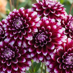 Set 2 Purple White Dahlia Tubers, Decorative Blooms with Striking White, Summer Flowering Perennial, Dahlia Flowers for Indoor Outdoor Growing