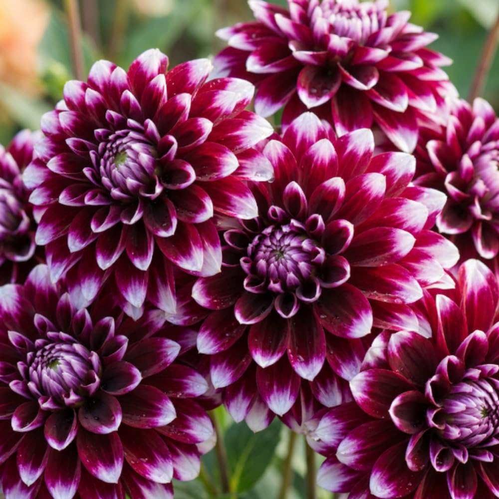 Set 2 Purple White Dahlia Tubers, Decorative Blooms with Striking White, Summer Flowering Perennial, Dahlia Flowers for Indoor Outdoor Growing