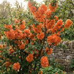 Flowering Quince Plant in 4'' Pot, 3–6 Inch Tall Chaenomeles Shrub, Spring Blooming Outdoor Plant, Easy Grow (Orange Quince)
