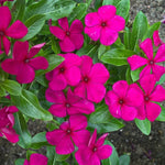 3 Vinca Flowers Plants Live, Minor Periwinkle Live Plants for Outdoor Planting, Random Bloom in 4 Inches Pot, Can Grow as Trailling Plant