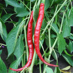 Set 4 Assorted Pepper Live Plants, 90 Days Old Super Pepper Live Plant for Summer Planting (Red Long Thin)