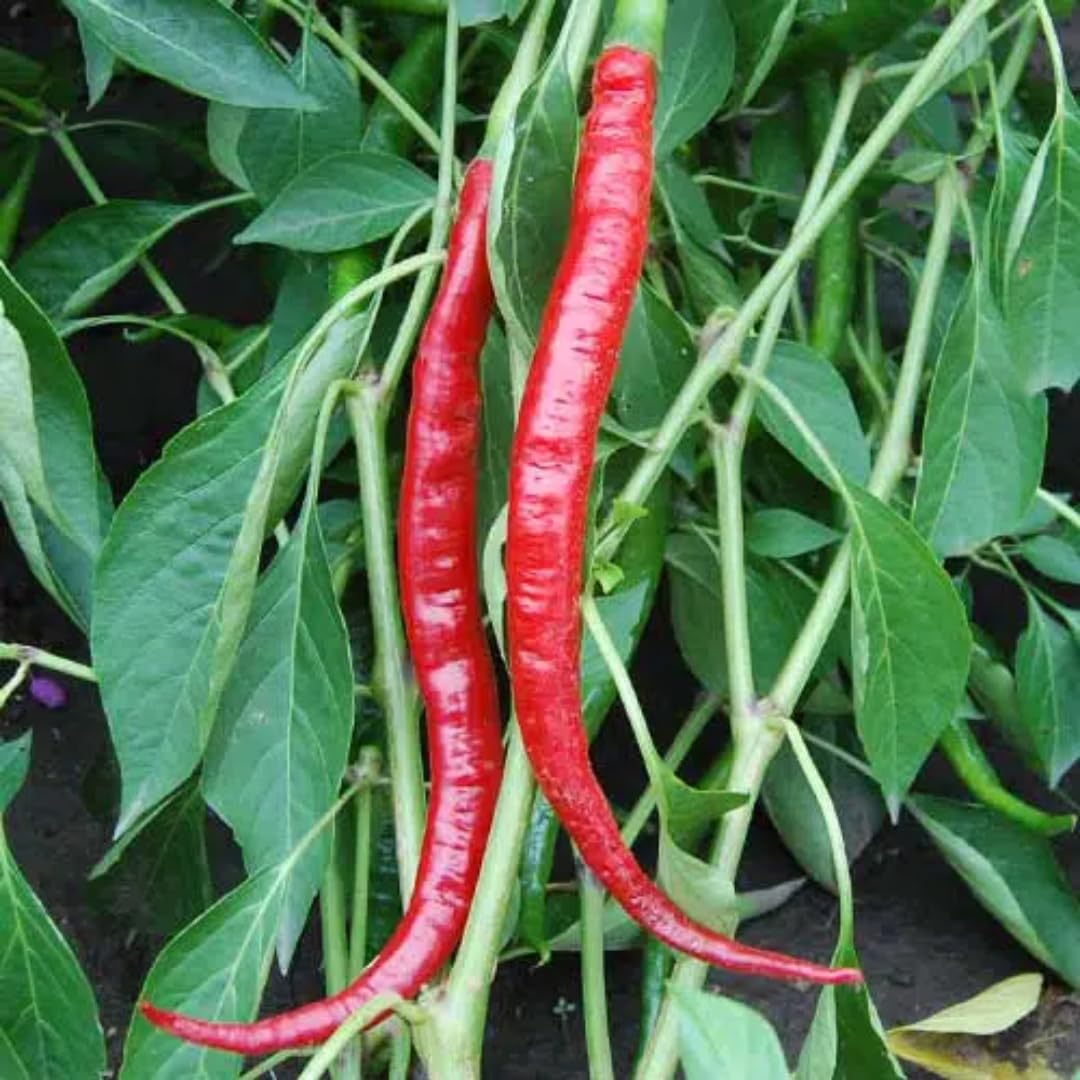 Set 4 Assorted Pepper Live Plants, 90 Days Old Super Pepper Live Plant for Summer Planting (Red Long Thin)