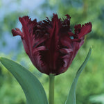 Common Black Tulip Bulbs, Vibrant Spring Blooms for Garden Beds and Containers, 10 Bulbs per Pack (Black Parrot)