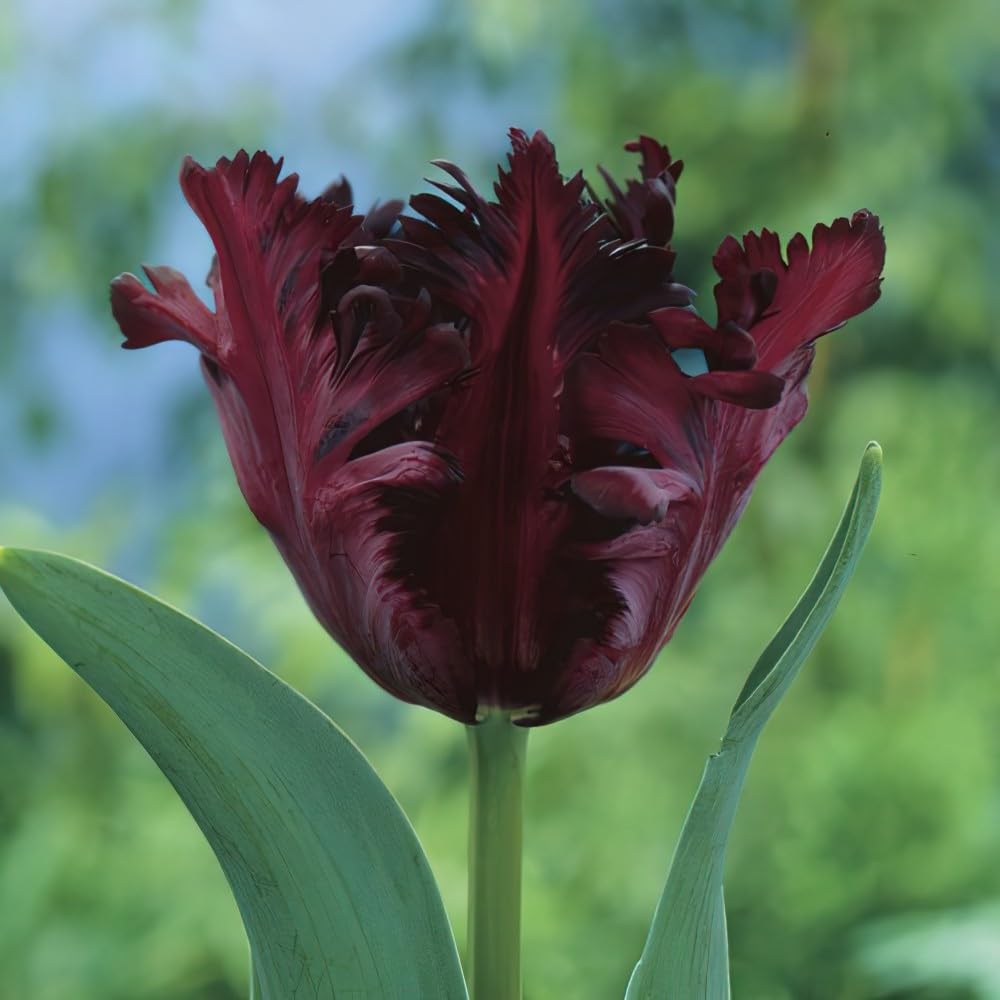 Common Black Tulip Bulbs, Vibrant Spring Blooms for Garden Beds and Containers, 10 Bulbs per Pack (Black Parrot)