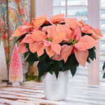 2 Poinsettia Plants Live, Pink Poinsettia Flowers Christmas Decorations, Holiday Houseplant, Poinsettias Trees Plants, No Pot, 5-9" Tall