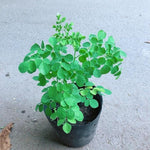 1 Moringa Tree Live Plant, 6-8 Inc Moringa Plants Live, Drumstick Horseradish Tree, Herb Malunggay Plants for Planting, No Pot