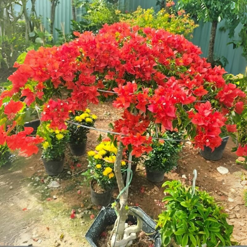 2 Red Bougainvillea Plants Live, Flowering Bougainvillea Vine for Outdoor Garden or Trellis, 5-9 Inch Tall, Very Hardy