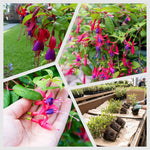 2 Fuchsia Live Plants, 5-9 Inches Tall, Trailing Flowering Fuchsia Plants Live Indoor Outdoor, Pink Purple Blooms