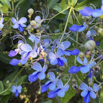2 Clerodendrum Live Plants, Clerodendrum Wallichi Blue Butterfly Blooms, 5-9 Inc Tall