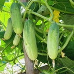 2 Cucumber Plants Live for Planting, Live Cucumber Plants for Planting, Vegetable Plant, 3 to 5 Inches Tall