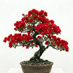 2 Bougainvillea Plants Live, Bougainvillea Live Plant, 4 to 6 Inc Tall, Flower Vine Plant Garden (Double Red)