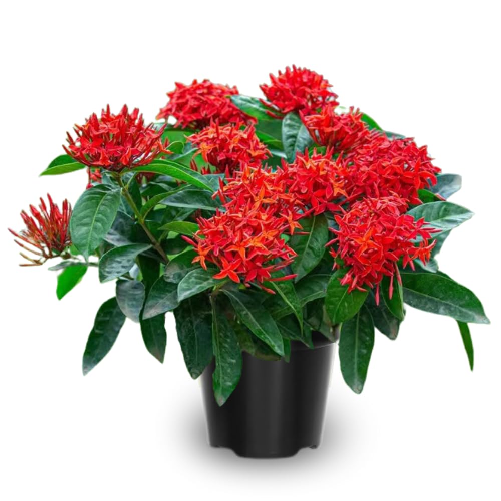 2 Red Ixora Plants Live, 5 to 7 Inc Tall, Ixora Flower Plant, Shrub Plant Tropical Ornamental Plants, No Pot