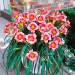 Set 10 Strawberry Daylily Bulbs for Planting, Hardy Perennial Lily Roots for Colorful Summer Blooms
