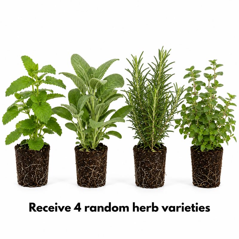 4 Live Fragrant and Edible Herb Plants Combo, Random Assorted Varieties: Rosemary, Basil, Lemon Balm, Mint and Other Herbs