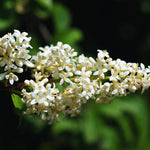 Set of 10 North Privet Hedge Trees Live Plants, Ligustrum Plants Live, Privacy Hedges Plants, 12 to 18 Inc Tall Dormant Gardening