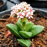 Spring Crassula Succulent Plants Live in 2" Pot, 3-5 Inches Tall, Rare Houseplant for Indoor Outdoor Planting