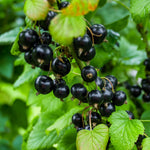 Currant Bush Live Plant for Planting, 6 to 9 Inc Long, Black Currant Plant Live Gardening