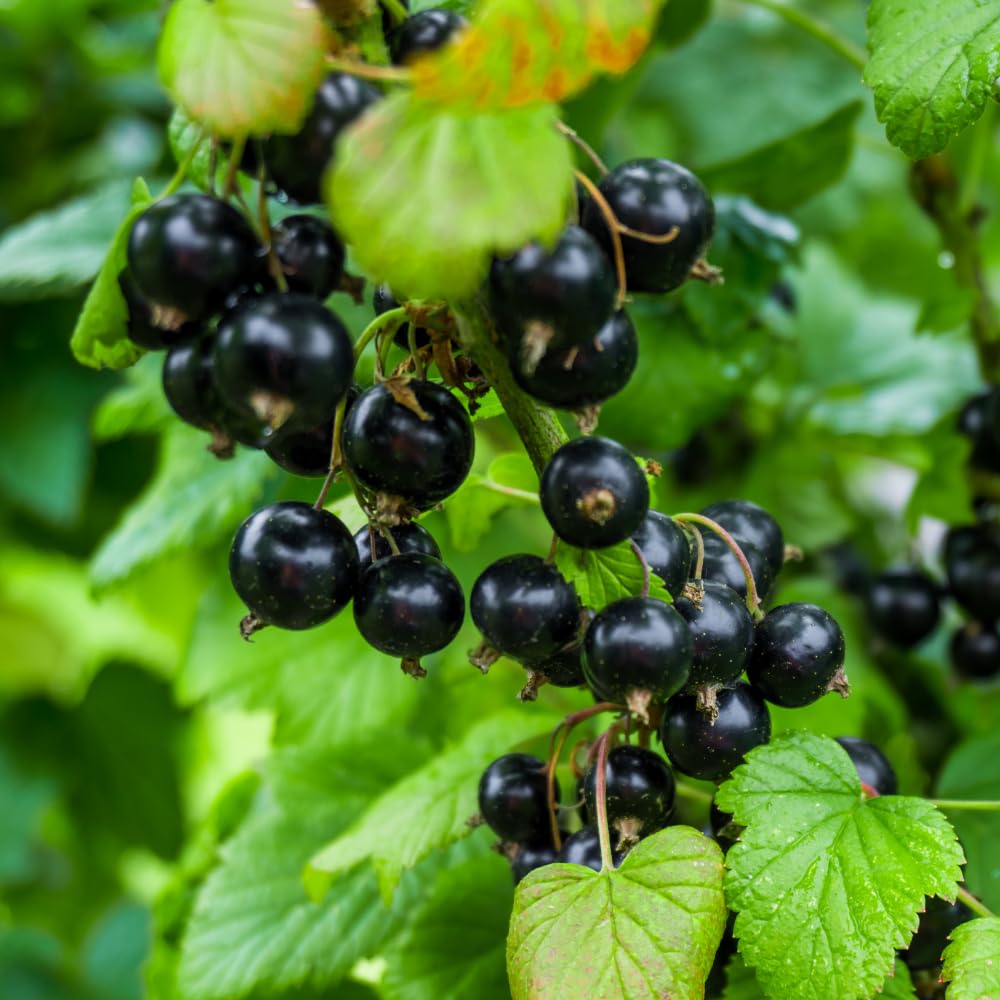 Currant Bush Live Plant for Planting, 6 to 9 Inc Long, Black Currant Plant Live Gardening