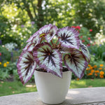 Begonia Live Plant, Begonias Live Plant, Rare Begonias Plants, 5-7 Inches in Height for Indoor Houseplant (Silver Purple Leaves Begonia)