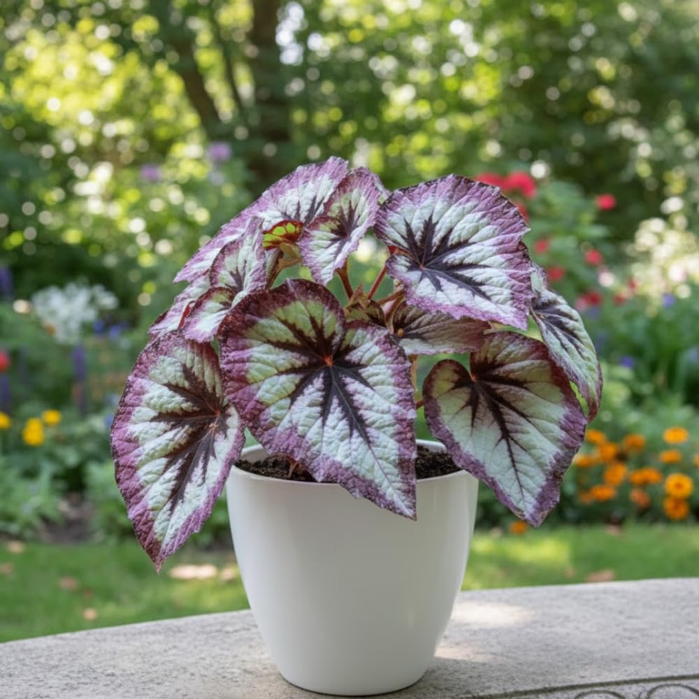 Begonia Live Plant, Begonias Live Plant, Rare Begonias Plants, 5-7 Inches in Height for Indoor Houseplant (Silver Purple Leaves Begonia)