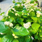 2 Grand Duke Jasmine Live Plants, Fragrant Flowering Shrubs, 4-6" Tall