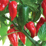 Pack 2 Red Ghost Pepper Plants, Live Red Ghost Pepper Plants for Growing, 80 Days Old Plant