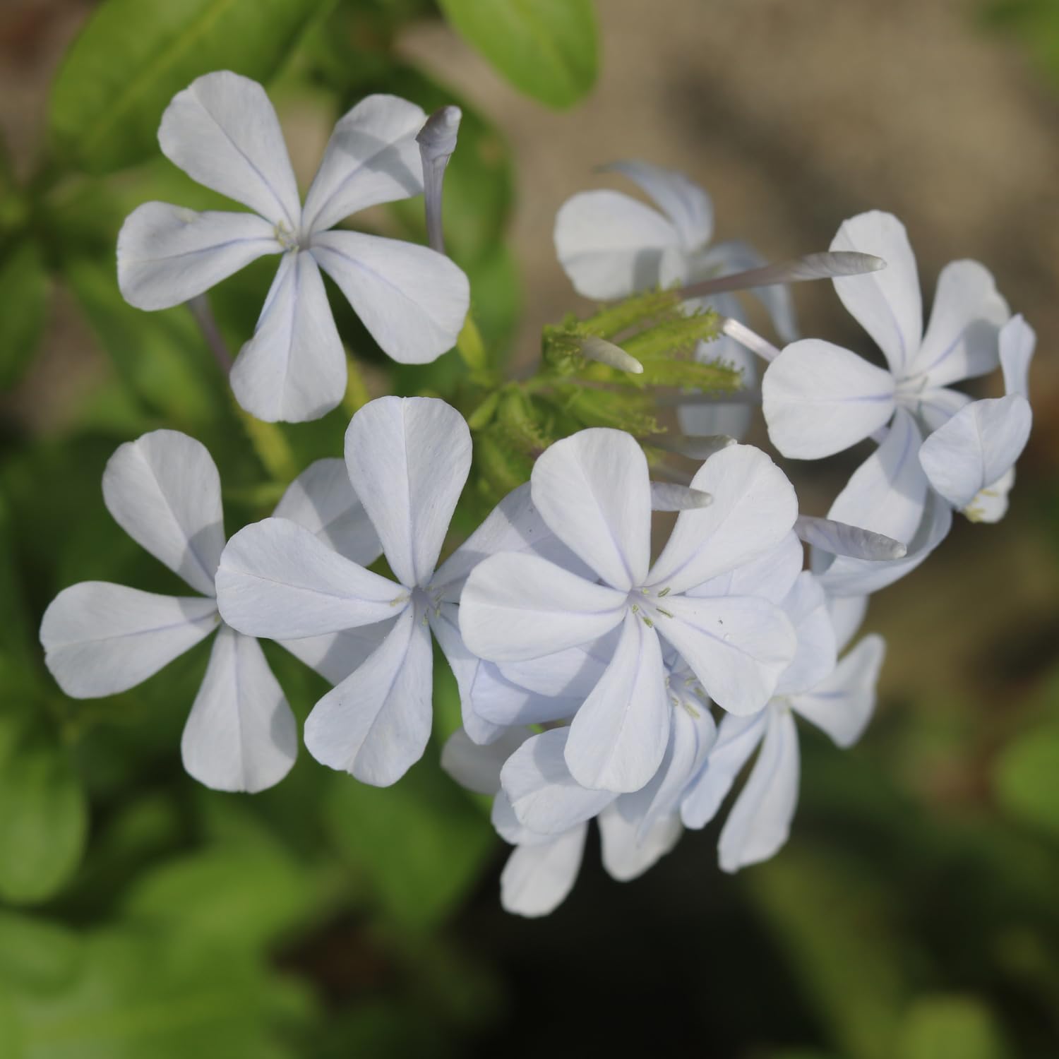 4 White Plumbago Live Plant, White Flowering Shrub, 4-7 Inches, Outdoor Garden Growing